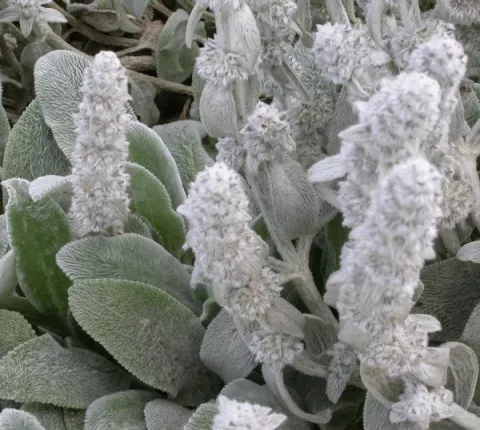 Stachys byzantina (lanata)