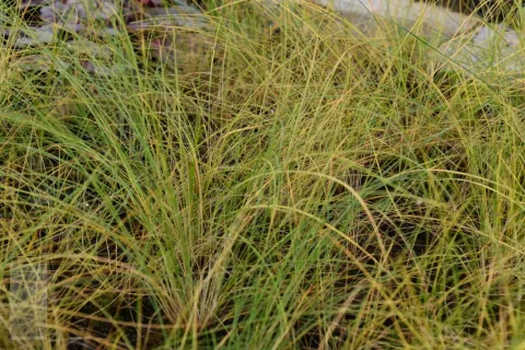Stipa capillata