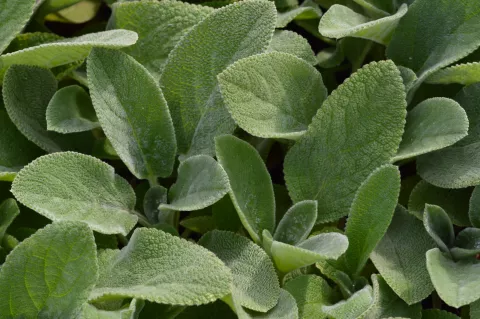 Stachys byz. 'Cotton Ball'