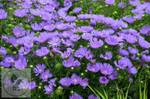 Stokesia laevis 'Mel's Blue'