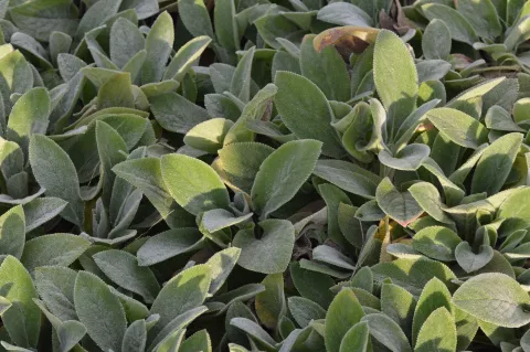 Stachys byz. 'Silver Carpet'