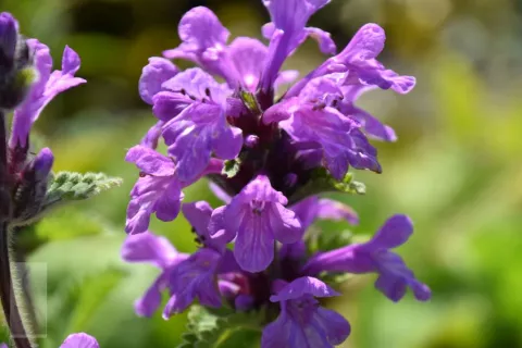Stachys grandiflora 'Superba'