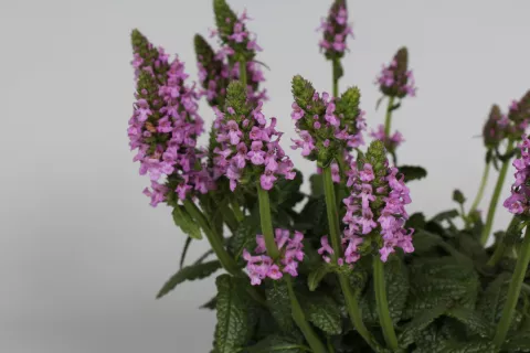 Stachys officinalis 'Ukkie'