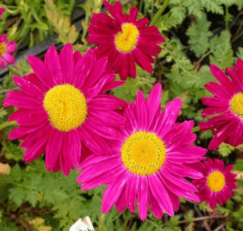 Tanacetum (C) 'Robinson's Red'