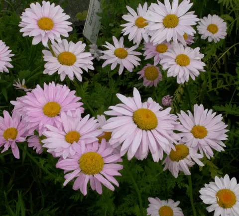 Tanacetum (C) 'Robinson's Rose'