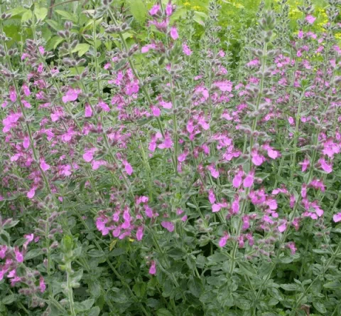 Teucrium lucidrys (chamaedrys)
