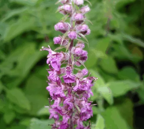 Teucrium hyrcanicum 'Paradise Delight'
