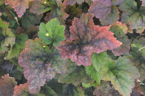 Tellima grandiflora 'Rubra'