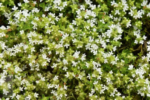 Thymus praecox 'Albiflorus'