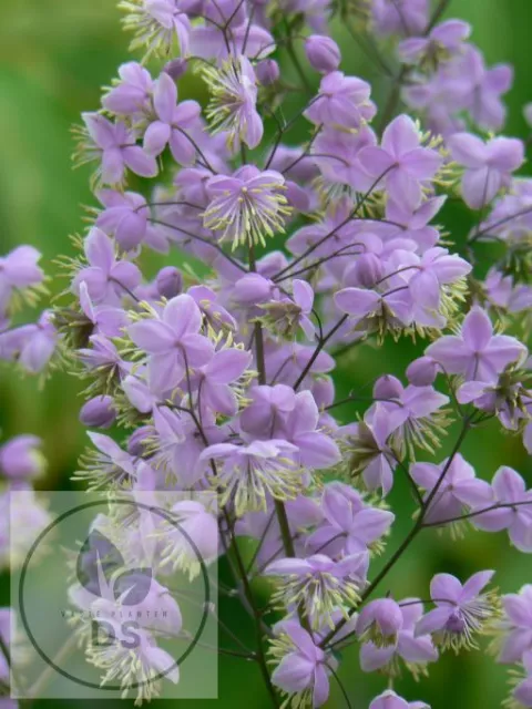 Thalictrum del. 'Ankum'