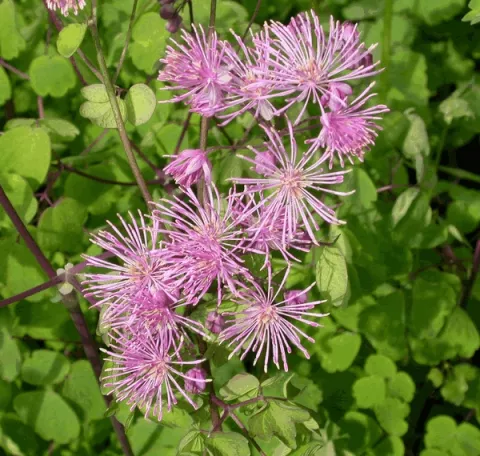 Thalictrum aquilegifolium