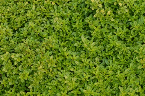 Thymus citriodorus 'Aureus'