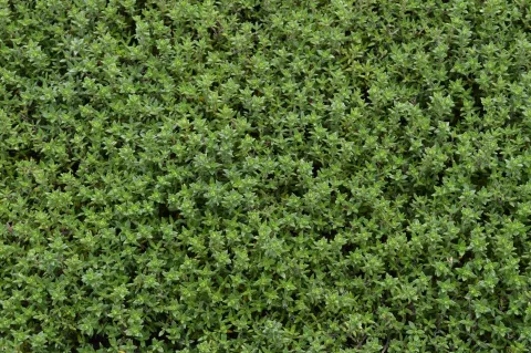 Thymus vulgaris 'Compactus'