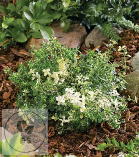 Thymus pulegioides 'Foxley'