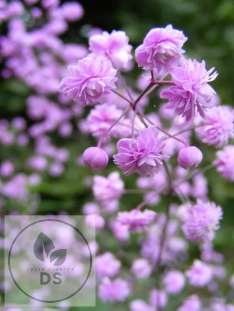 Thalictrum del. 'Hewitt's Double'