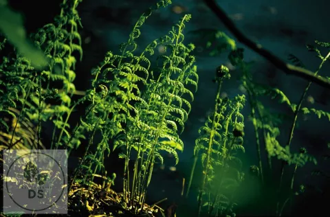 Thelypteris palustris