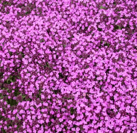 Thymus praecox 'Purple Beauty' ('Atropurpureum')