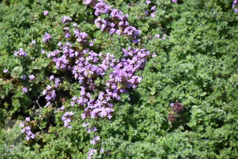 Thymus praecox var. pseudolanuginosus