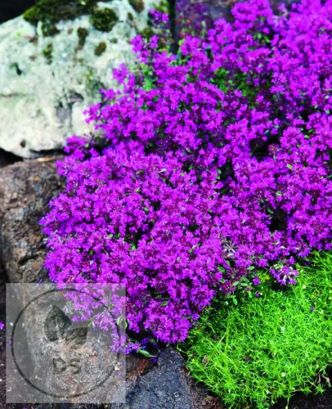 Thymus praecox 'Red Carpet'