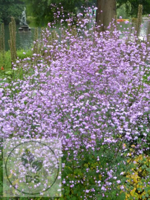 Thalictrum hybr. 'Splendide'
