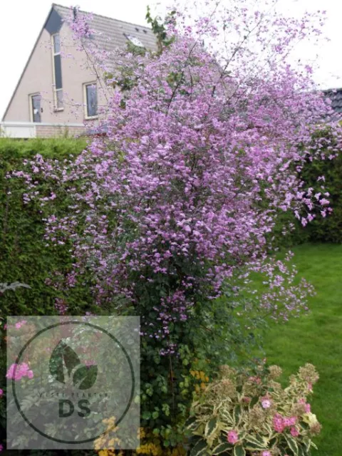 Thalictrum hybr. 'Splendide'