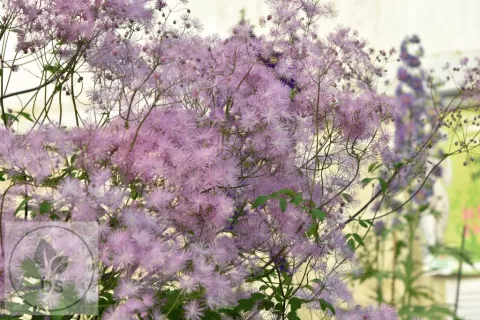Thalictrum aquil. 'The Cloud'