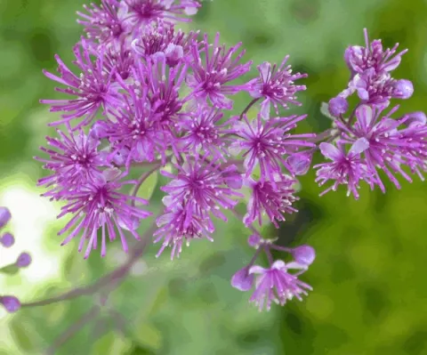 Thalictrum aquil. 'Thundercloud'