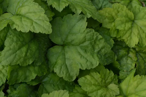 Tiarella cordifolia 'Moorgrün'