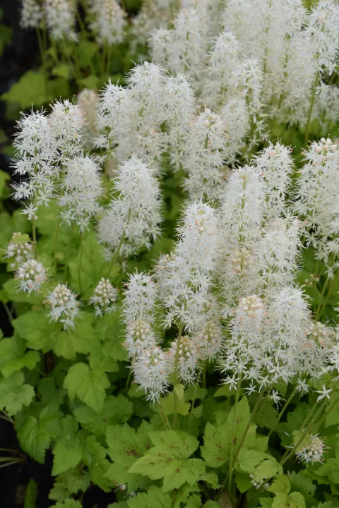 Tiarella cordifolia 'Moorgrün'