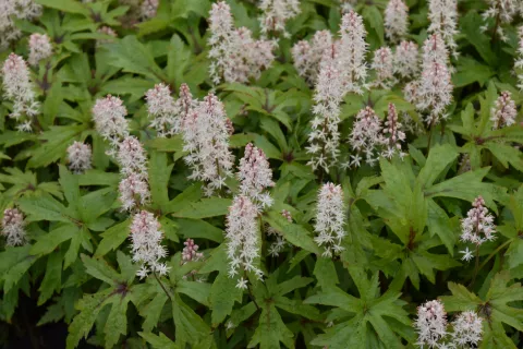 Tiarella 'Pink Skyrocket'