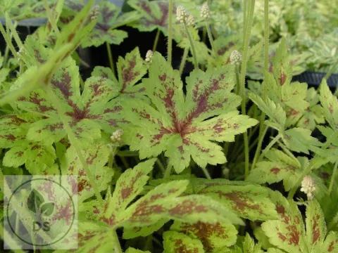 Tiarella cordifolia 'Running Tiger'