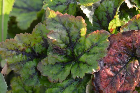 Tiarella 'Tiger Stripe'