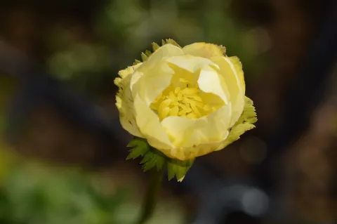 Trollius 'Alabaster'