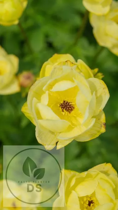 Trollius 'Cheddar'