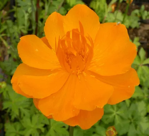Trollius chin. 'Golden Queen'