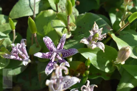 Tricyrtis hirta