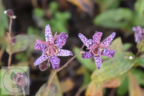 Tricyrtis hirta 'Miyazaki'