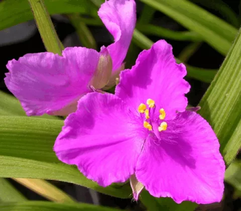 Tradescantia (A) 'Rubra'