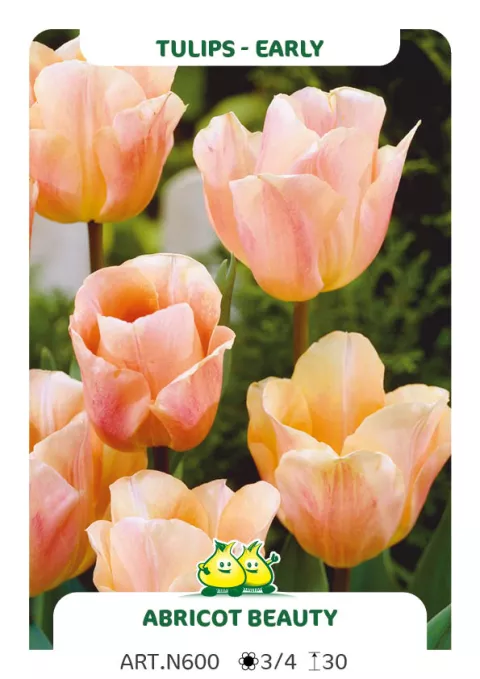 Tulipa (EV) 'Abricot Beauty'