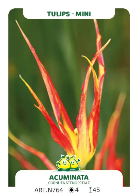 Tulipa mini 'Acuminata Cornuta Stenopetale'