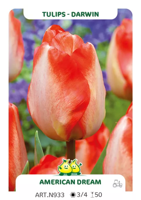 Tulipa Darwin hybr. 'American Dream'