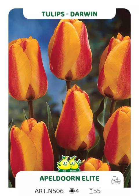 Tulipa Darwin hybr. 'Apeldoorn Elite'