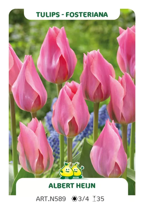 Tulipa fosteriana 'Albert Heijn'
