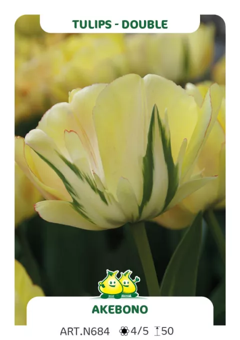 Tulipa dubbel 'Akebono'