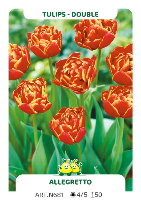Tulipa dubbel 'Allegreto'