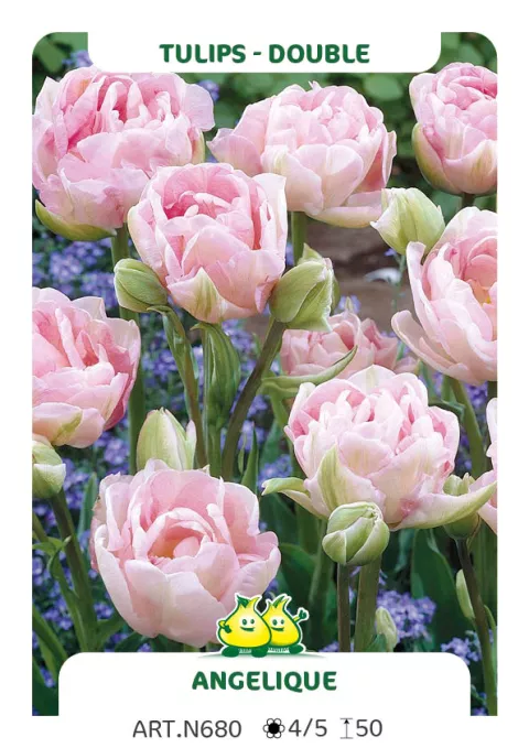 Tulipa dubbel 'Angelique'