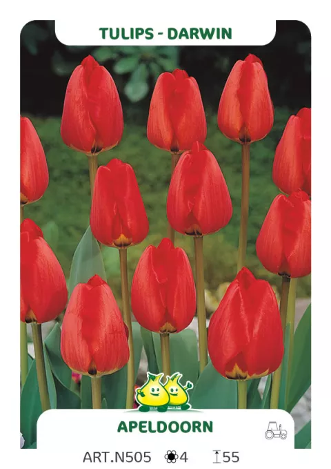 Tulipa Darwin hybr. 'Apeldoorn'