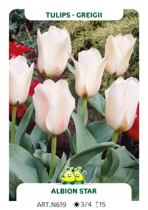 Tulipa greigii 'Albion Star'