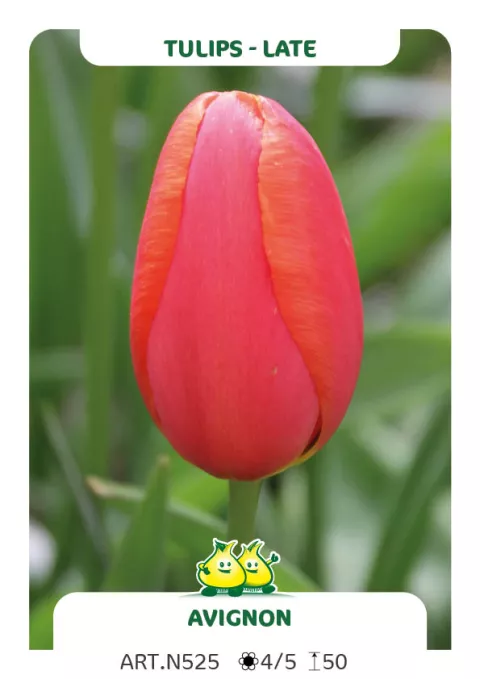 Tulipa (EL) 'Avignon'