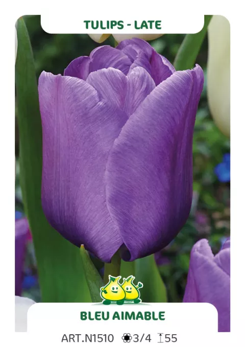 Tulipa (EL) 'Blue Aimable'